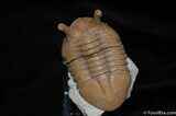 Stunning D Asaphus Intermedius Trilobite #462-2